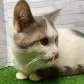 マンチカン(短足)【岐阜県・男の子・2025年4月30日・ブルータビーホワイト】の写真6