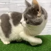 マンチカン(長足)【岐阜県・男の子・2025年2月18日・ブルータビーホワイト】の写真6