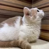 マンチカン(短足)【岐阜県・女の子・2025年4月1日・クリームタビーホワイト】の写真6