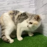 マンチカン(長足)【岐阜県・女の子・2025年5月28日・シルバーパッチドタビーホワイト】の写真6