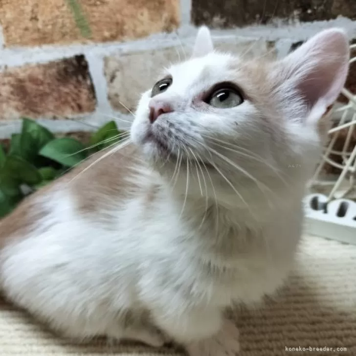 ジューンブライドスタイ(ホワイト①)わんちゃん猫ちゃん用 ジューンブライドスタイ(ホワイト②)わんちゃん猫ちゃん用