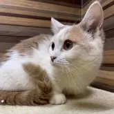 マンチカン(短足)【岐阜県・女の子・2025年4月1日・クリームタビーホワイト】の写真7