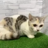 マンチカン(長足)【岐阜県・女の子・2025年5月28日・シルバーパッチドタビーホワイト】の写真7