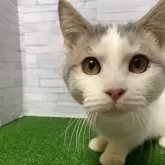 マンチカン(短足)【岐阜県・男の子・2025年4月30日・ブルータビーホワイト】の写真7