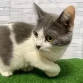 マンチカン(長足)【岐阜県・男の子・2025年2月18日・ブルータビーホワイト】の写真7