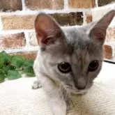 マンチカン(長足)【岐阜県・女の子・2025年4月30日・ブルータビー】の写真8