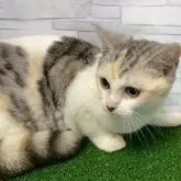 マンチカン(長足)【岐阜県・女の子・2025年5月28日・シルバーパッチドタビーホワイト】の写真9