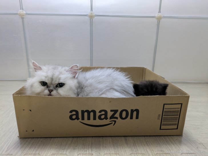 遠藤美佳ブリーダーのブログ：ちょっと恥ずかしがりや？の黒ちゃん♡