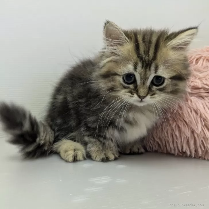 ID:2406-03052の子猫