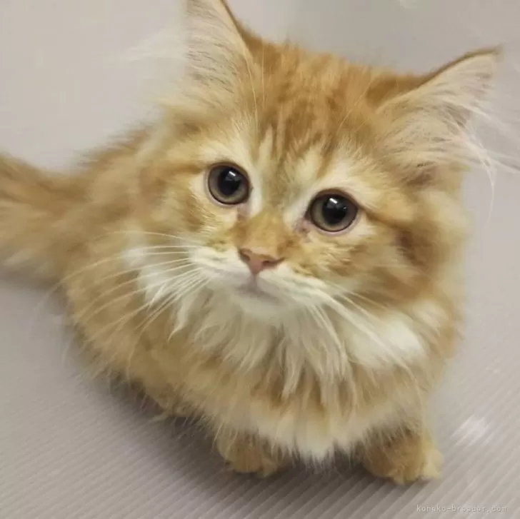 モゴモゴ 様のお迎えした子猫