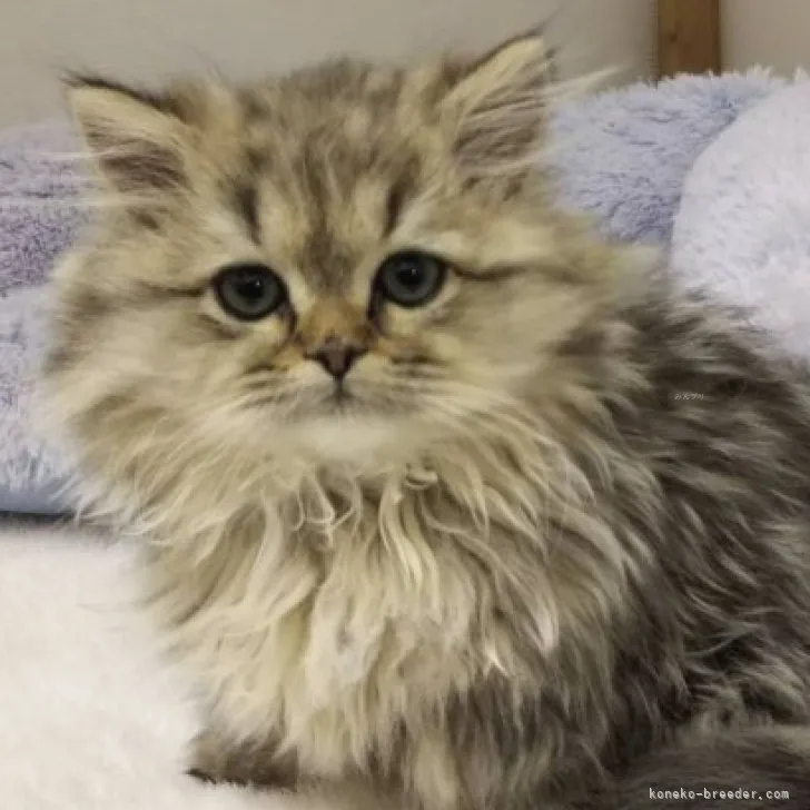 ID:2311-02390の子猫