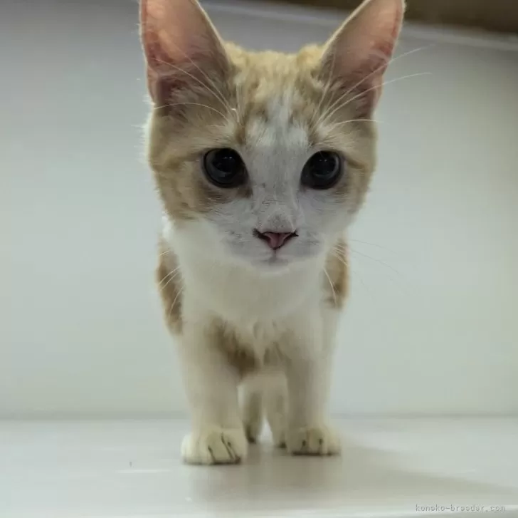 ID:2405-03581の子猫