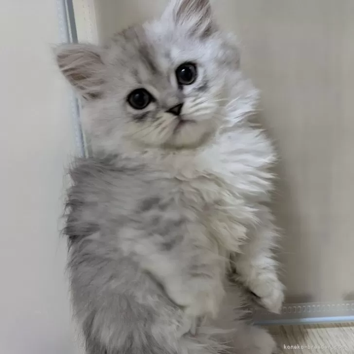 ID:2410-00086の子猫