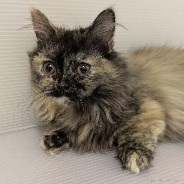 ID:2405-00480の子猫
