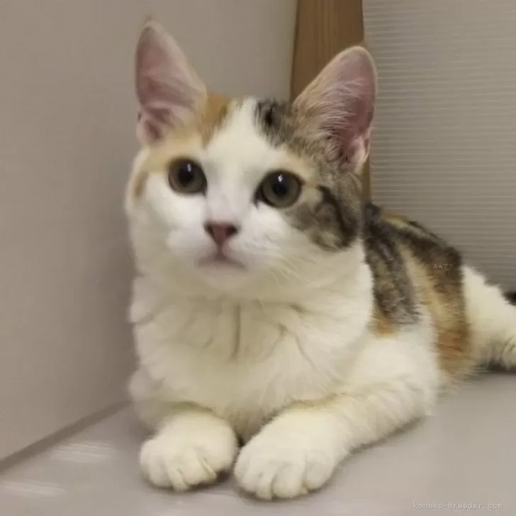 ID:2406-01882の子猫