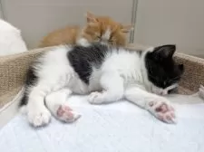 マンチカン(短足)【栃木県・男の子・2025年7月4日・レッドタビー&ホワイト】の写真3「兄弟のハチワレくんとおねんね中。寝方が可愛いです♡」