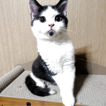 ミヌエット(長足)【栃木県・男の子・2025年3月4日・ブラック&ホワイト（短毛）】の写真「キュートなお顔のアゴヒゲくん誕生♪」