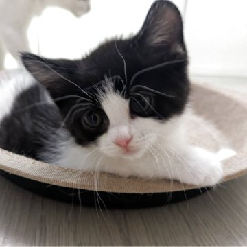 マンチカン様　黒　Lサイズ マンチカン(5/24生) | 子猫一覧 | 茨城県でブリーダーならSUZUKI