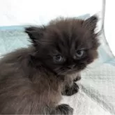 ミヌエット(短足)