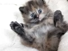 ミヌエット(長足)【栃木県・女の子・2025年12月11日・トーティーシェル】の写真13