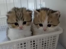 ミヌエット(長足)【栃木県・女の子・2024年12月29日・キャリコ】の写真9「姉妹揃ってカゴに並んで入ってます(右側)」