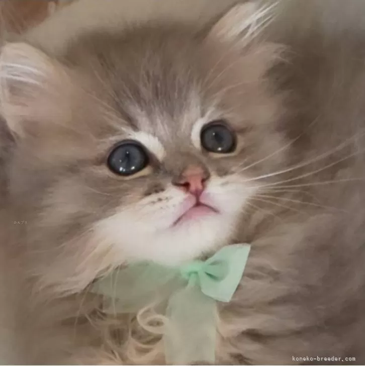 ID：2404-00787の子猫