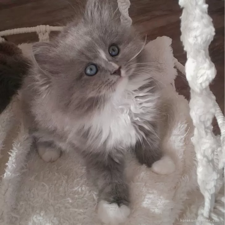 ID：2403-02692の子猫
