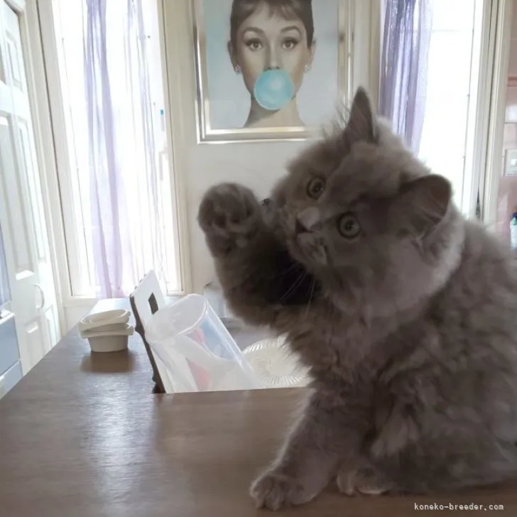 ID:2305-02345の子猫