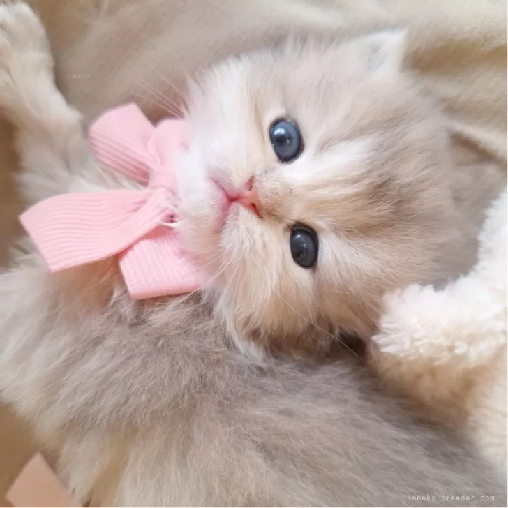 ID：2408-01048の子猫