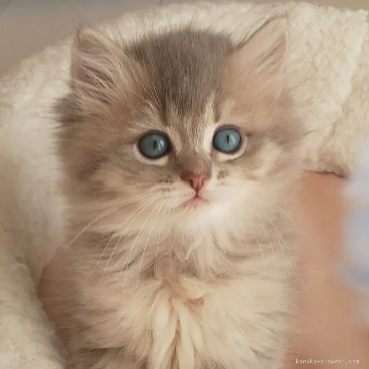 tea. 様のお迎えした子猫