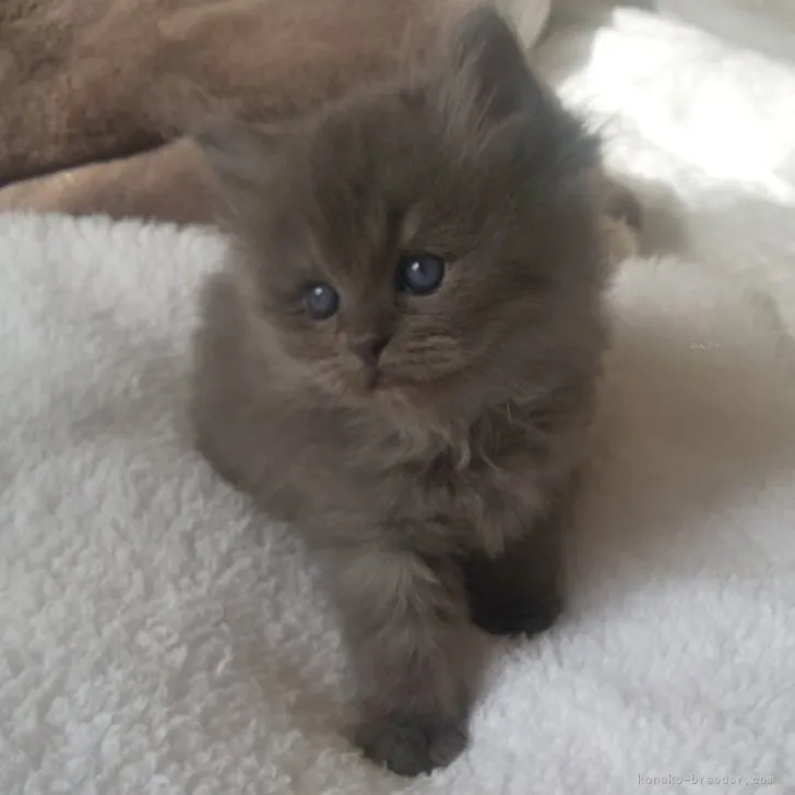 ID：2311-00881の子猫