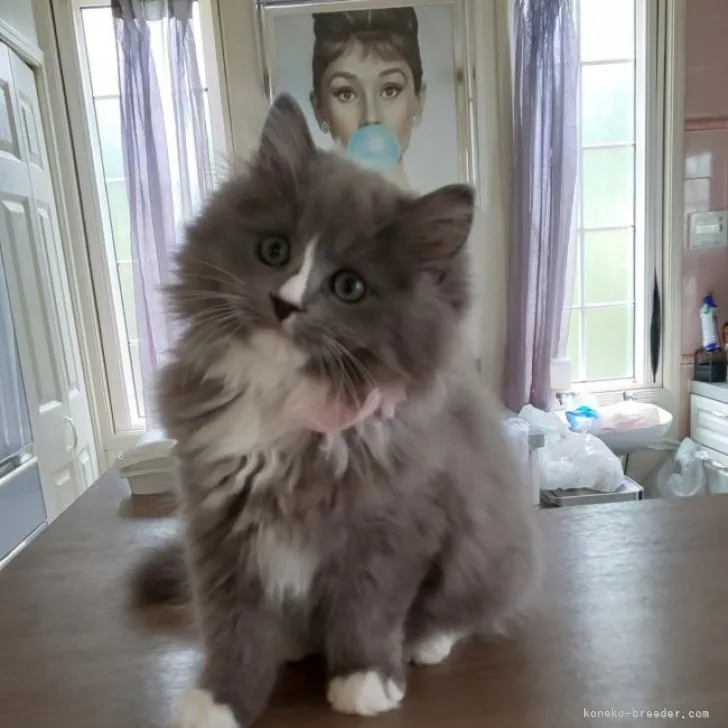 ID：2305-02346の子猫