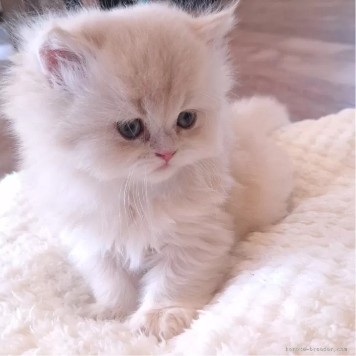 ID：2410-01029の子猫