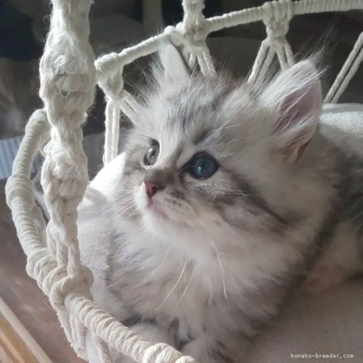 ID:2305-02350の子猫