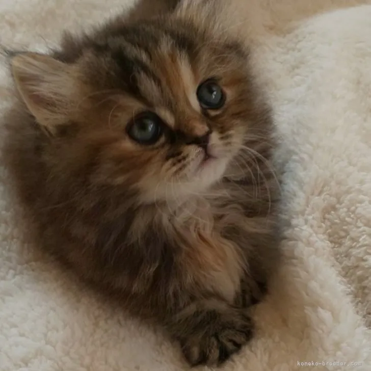 ID：2311-00891の子猫