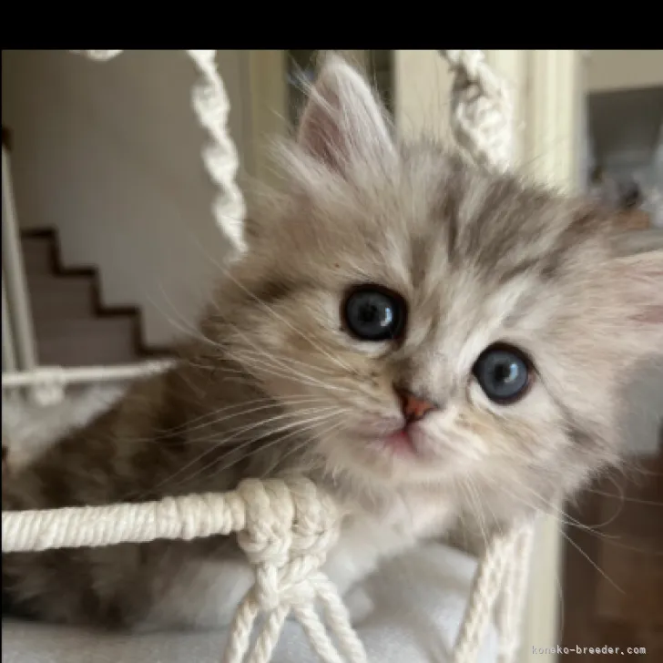 ID：2302-00362の子猫