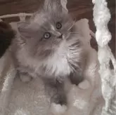 ミヌエット(長足)【千葉県・女の子・2024年2月26日・ブルー&ホワイト】の写真1「毛量素晴らしくムチムチかわいい〜♡」