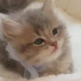 ミヌエット(長足)【千葉県・男の子・2023年2月20日・ブルーシェーデットゴールデン】の写真4「眠るの大好きであだ名がネムル君♡」