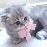 ミヌエット(短足)【千葉県・女の子・2025年3月20日・ブルークリーム】の写真10