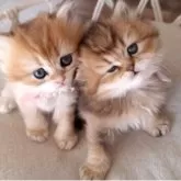 ペルシャ(チンチラ)【千葉県・女の子・2025年1月25日・ブラウンタビー】の写真10