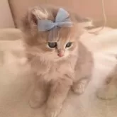 ペルシャ(チンチラ)【千葉県・男の子・2025年10月22日・ブルーゴールデン】の写真10