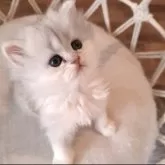 ペルシャ(チンチラ)【千葉県・女の子・2025年3月26日・ブルーチンチラシルバー】の写真11