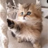 ペルシャ(チンチラ)【千葉県・女の子・2025年1月25日・ブラウンタビー】の写真11