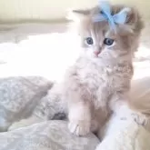ペルシャ(チンチラ)【千葉県・男の子・2025年10月22日・ブルーゴールデン】の写真12