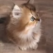 ペルシャ(チンチラ)【千葉県・女の子・2025年1月25日・ブラウンタビー】の写真12