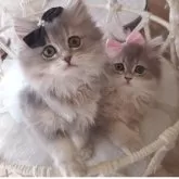 ペルシャ(チンチラ)【千葉県・女の子・2025年8月1日・ブルーチンチラゴールデン】の写真13