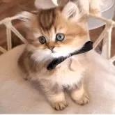 ペルシャ(チンチラ)【千葉県・女の子・2025年1月25日・ブラウンタビー】の写真13