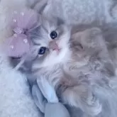 ミヌエット(長足)【千葉県・男の子・2025年10月13日・ブルークリーム】の写真12