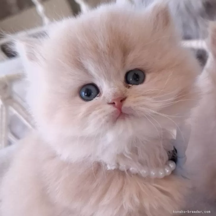 ID:2502-00668の子猫