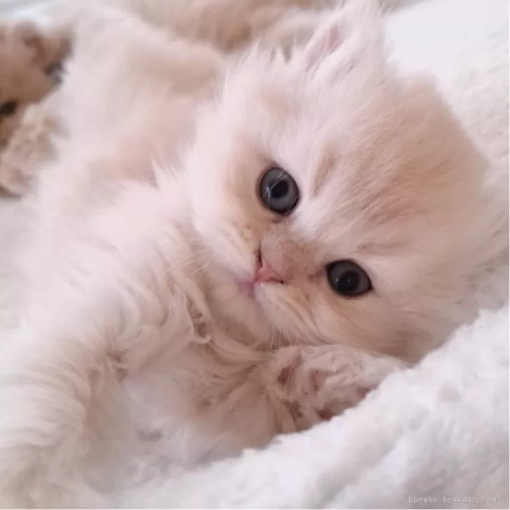 ID：2502-00673の子猫